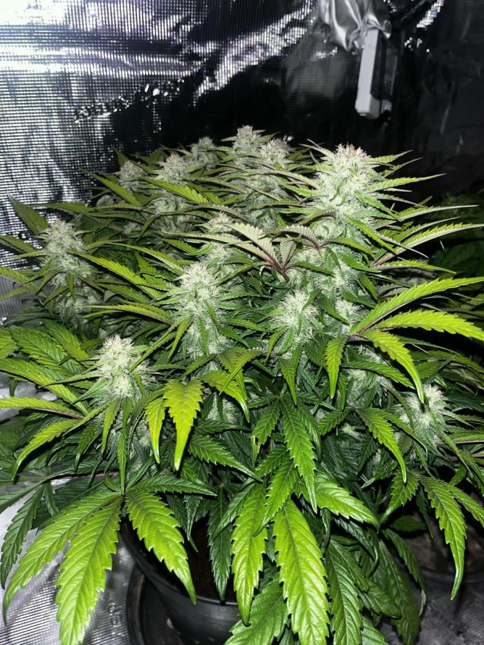 Kings Juice #3. Week 5