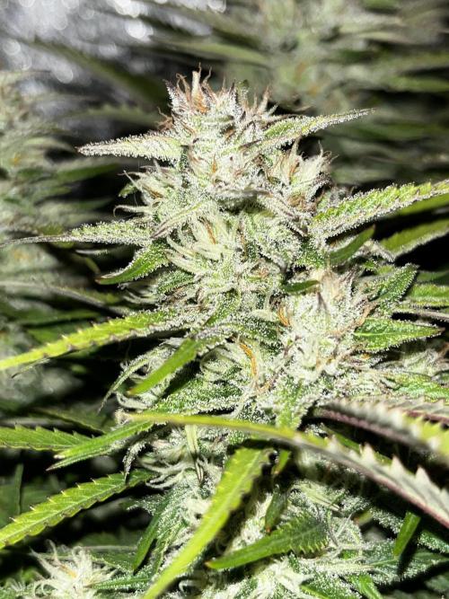 Kings Juice #3. Week 6