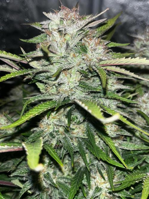 Kings Juice #3. Week 7