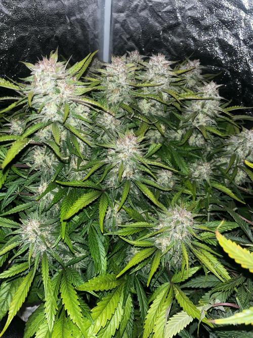 Kings Juice #3. Week 7