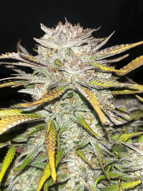 Kings Juice #3. Week 8