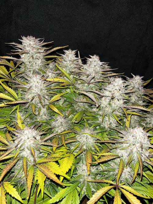 Kings Juice #3. Week 8