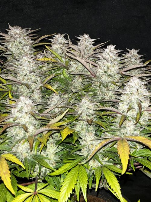 Kings Juice #3. Week 8