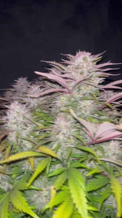 Kings Juice #3