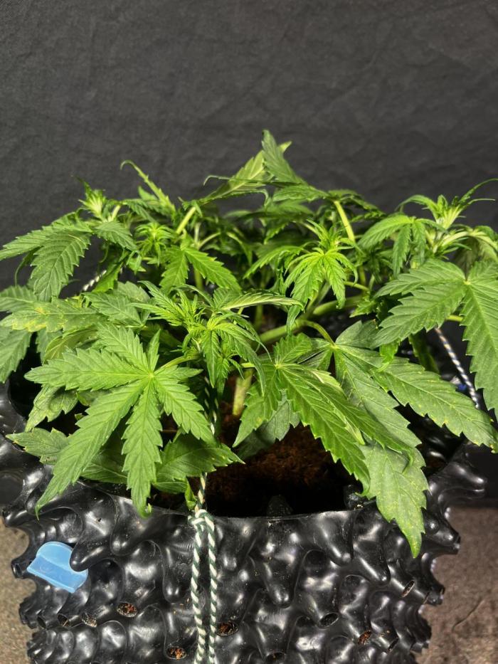 Blue Dream #41. Week 3