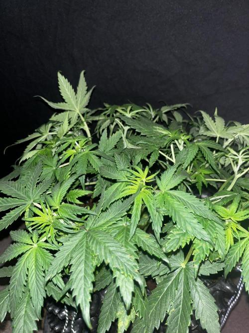 Blue Dream #41. Week 4