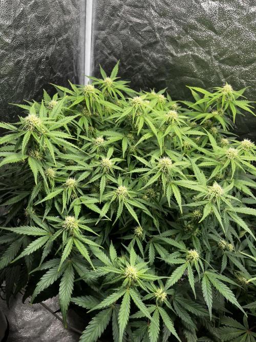 Blue Dream #41. Week 5