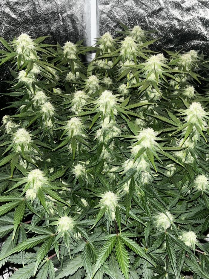 Blue Dream #41. Week 6