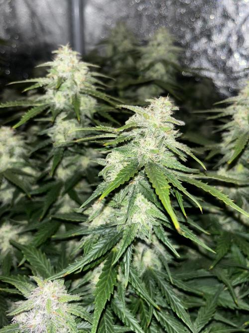 Blue Dream #41. Week 7