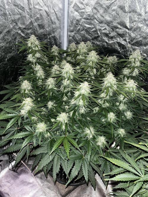 Blue Dream #41. Week 7