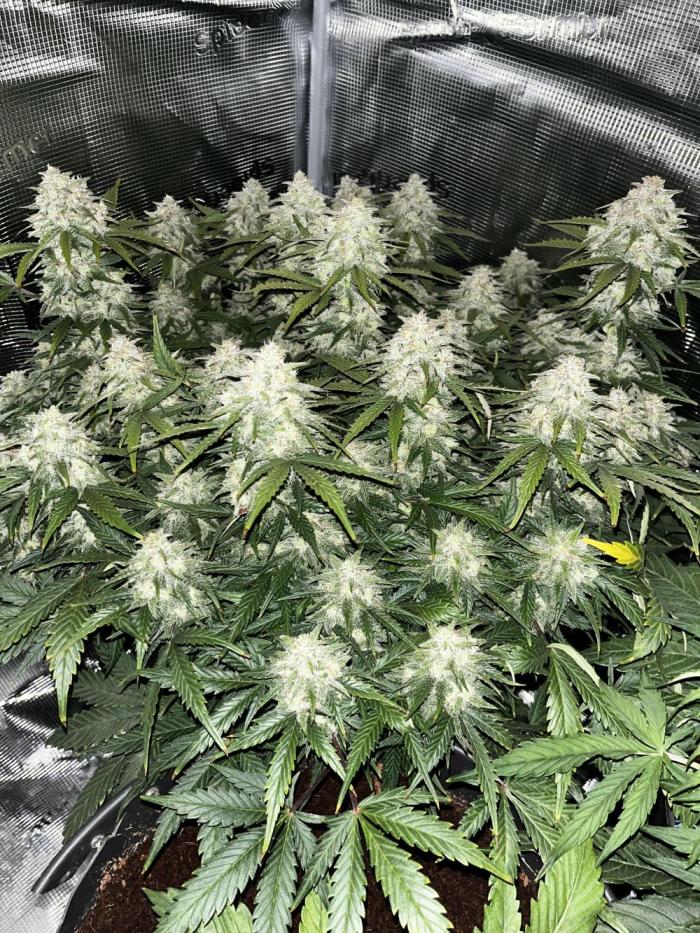 Blue Dream #41. Week 8