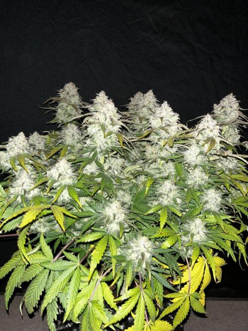 Blue Dream #41. Week 9