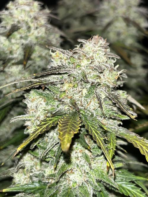 Blue Dream #41. Week 9