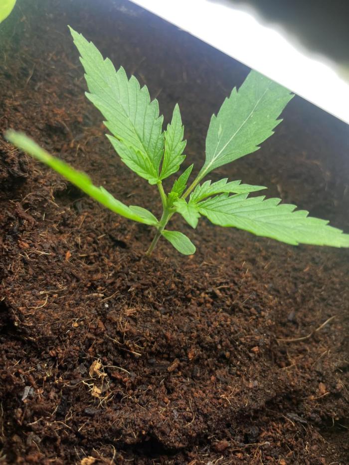 BlueBerry #4. Week 1