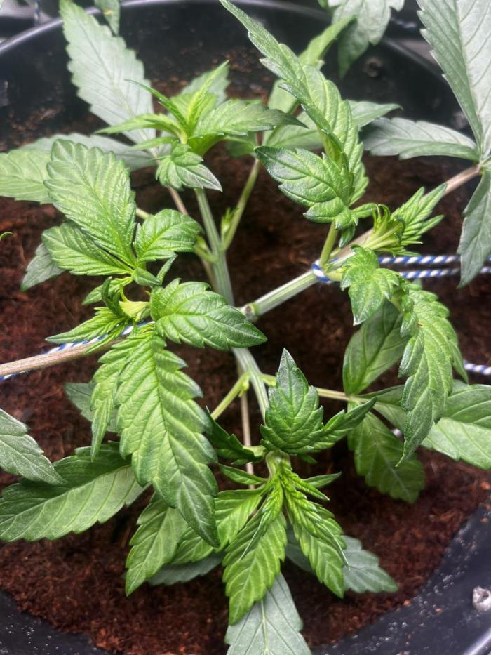 BlueBerry #4. Week 3