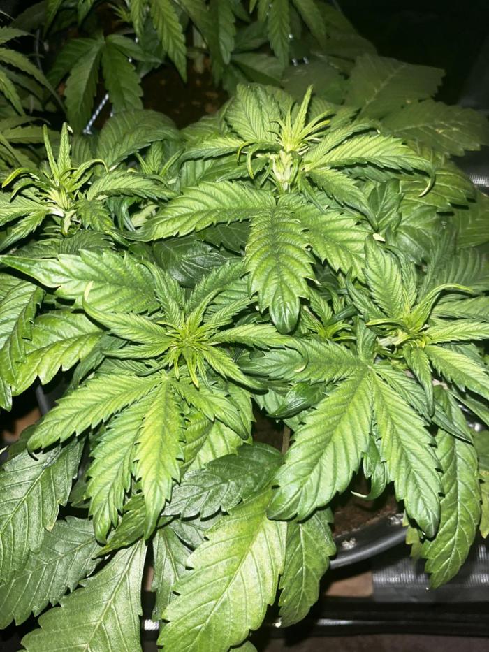 BlueBerry #4. Week 4