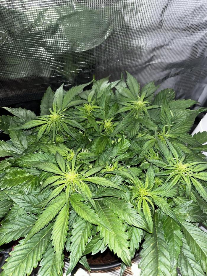 BlueBerry #4. Week 5