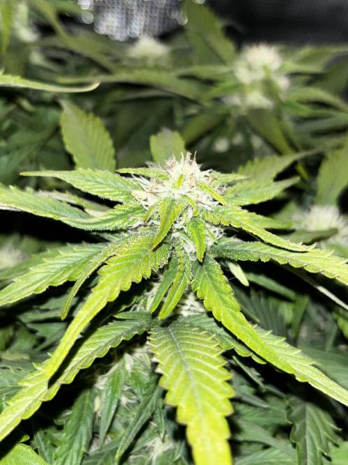 BlueBerry #4. Week 6