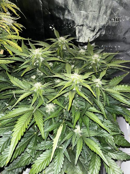 BlueBerry #4. Week 6