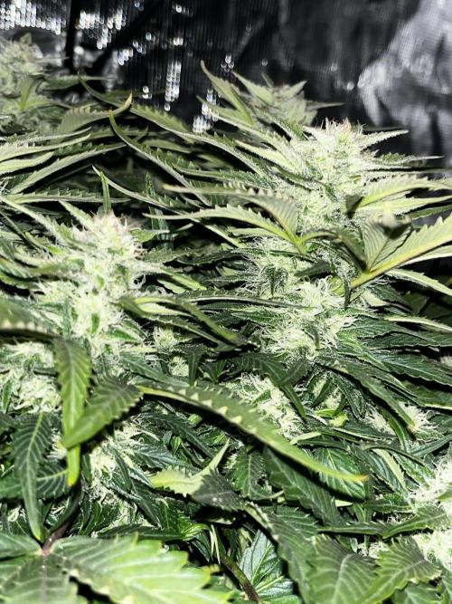 BlueBerry #4. Week 7