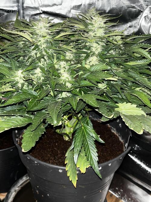 BlueBerry #4. Week 7