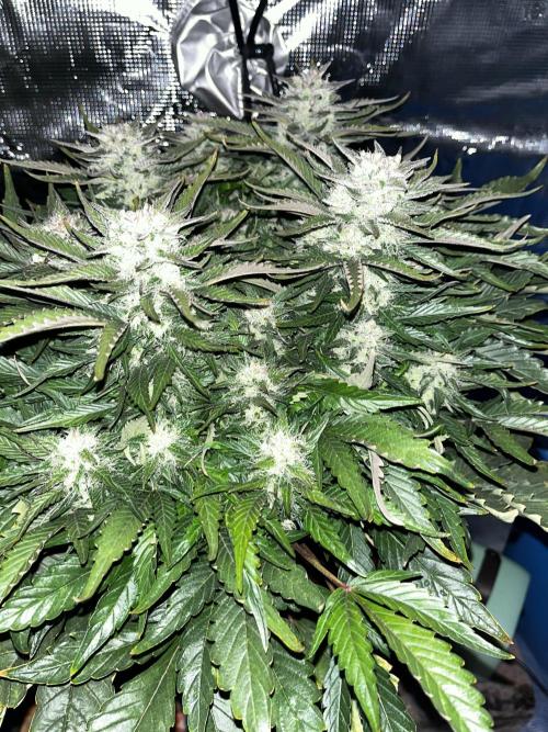 BlueBerry #4. Week 8