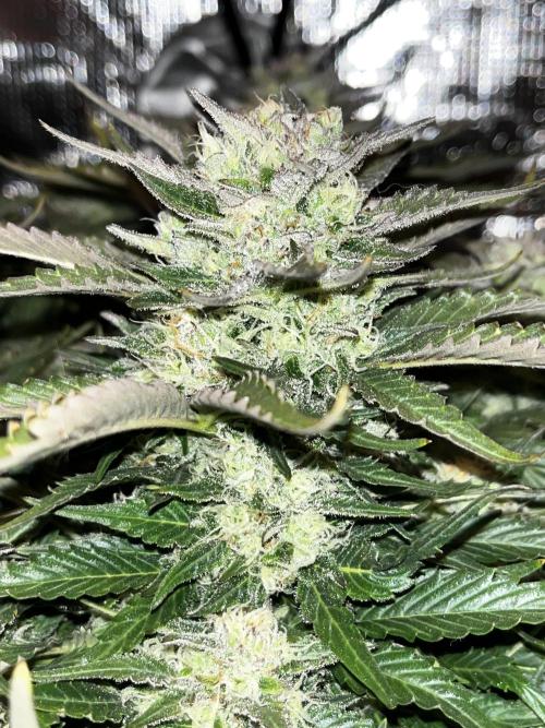 BlueBerry #4. Week 8