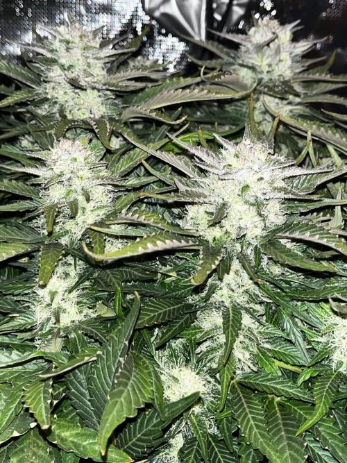 BlueBerry #4. Week 8