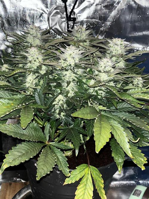 BlueBerry #4. Week 8