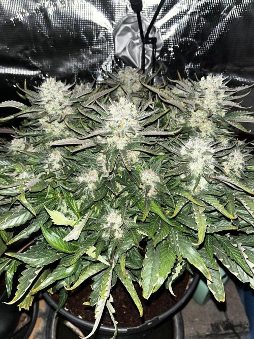 BlueBerry #4. Week 9