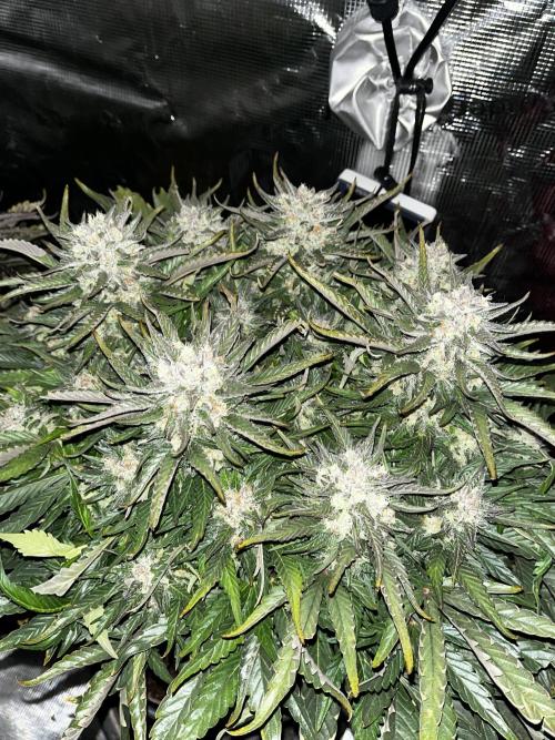 BlueBerry #4. Week 9