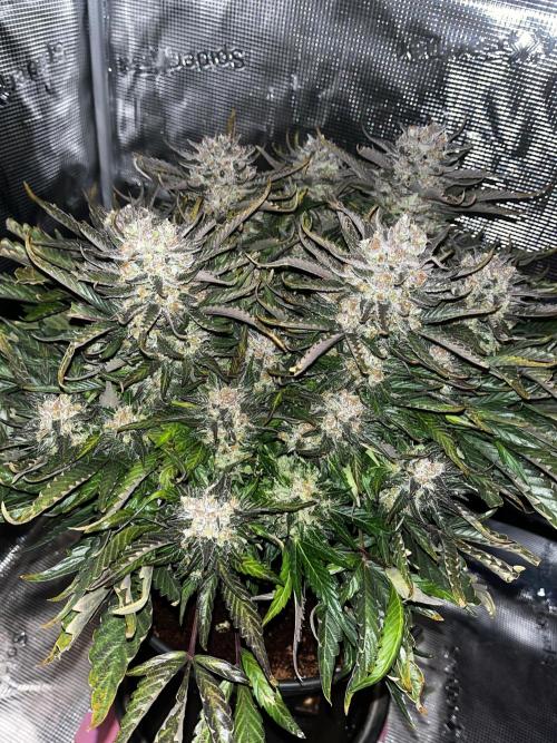 BlueBerry #4. Week 10