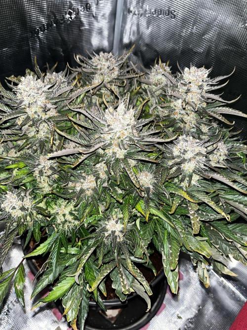 BlueBerry #4. Week 10