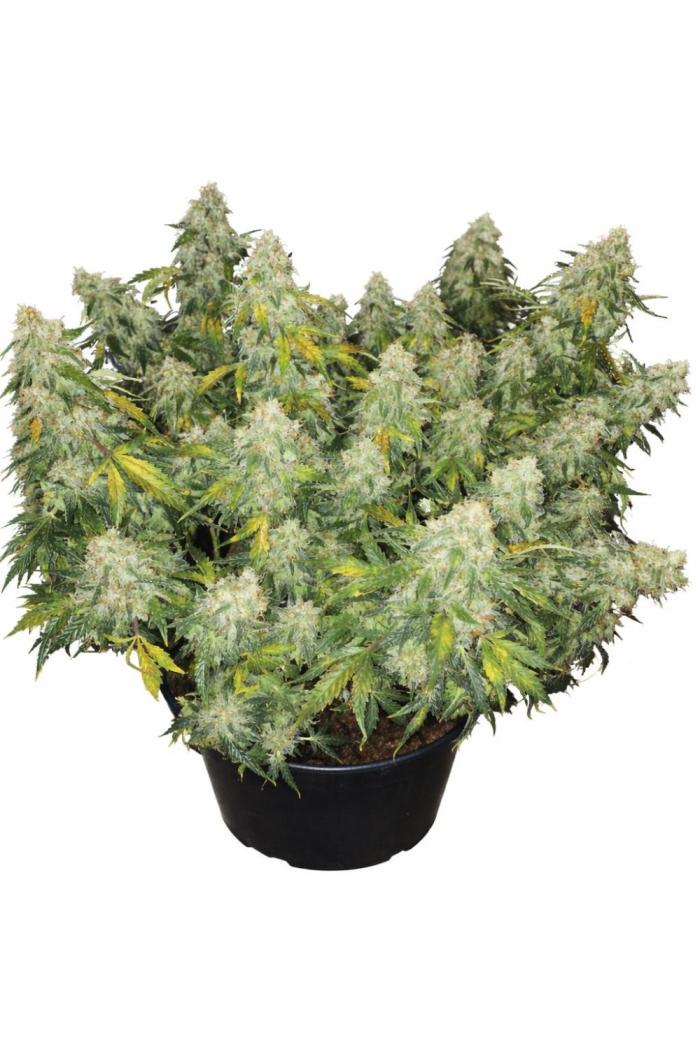 OG Kush. Week 12