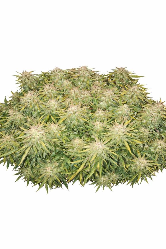 Gelato. Week 14