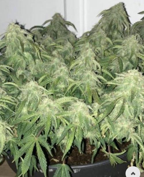 Tangie Auto. Week 10