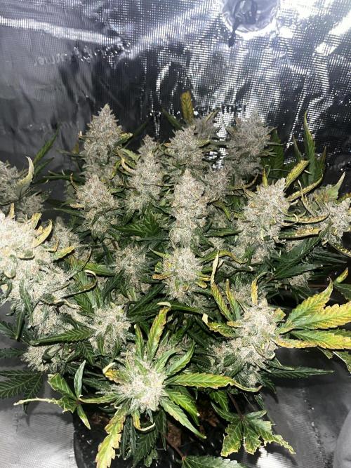 Lemon Cherry Cookies. Week 10