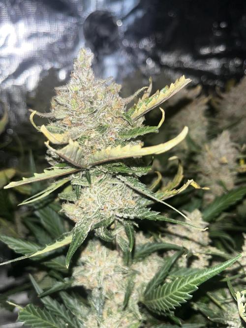 Lemon Cherry Cookies. Week 10