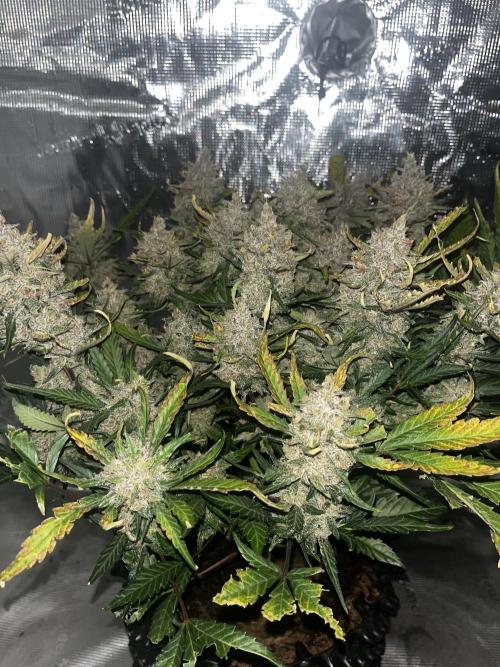 Lemon Cherry Cookies. Week 10