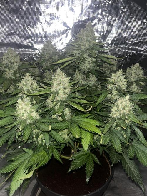 Guava. Week 9