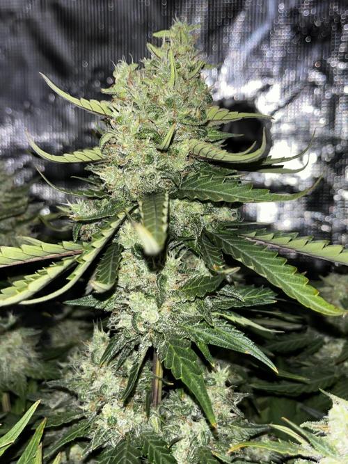 Guava. Week 9