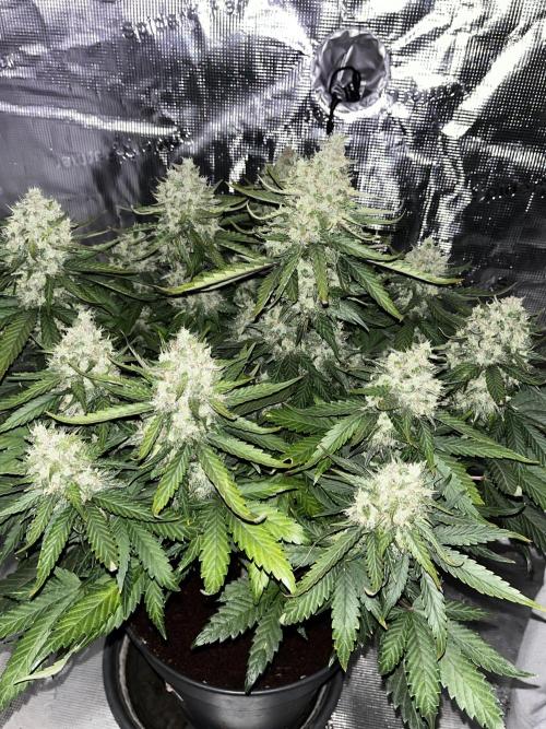 Guava. Week 9