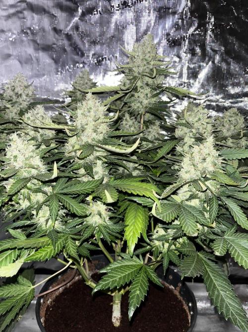 Guava. Week 9