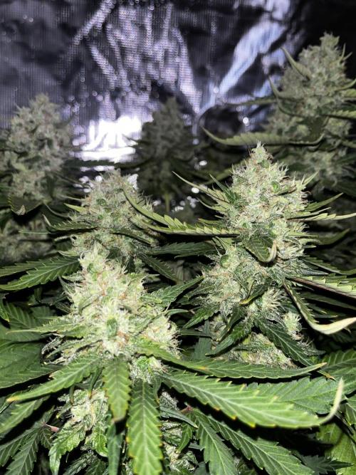 Guava. Week 9
