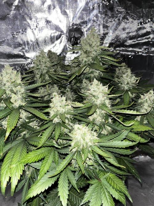 Guava. Week 9