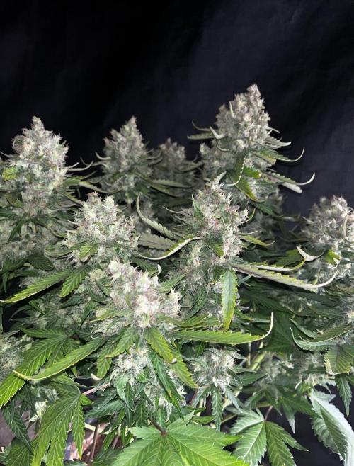 Guava. Week 10