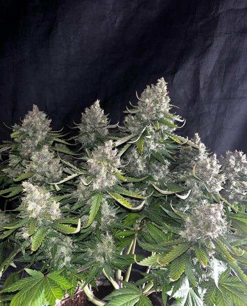 Guava. Week 10