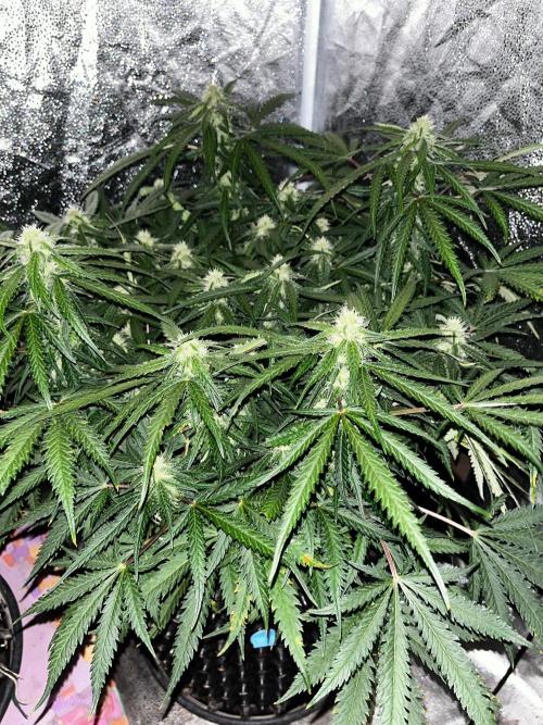 Blue Dream #42. Week 6