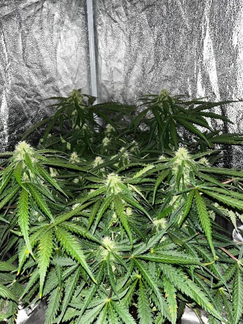 Blue Dream Auto. Week 6
