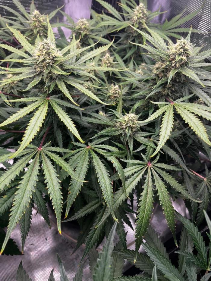 Blue Dream #42. Week 7